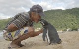 Pinguino nuota 8 mila km ogni anno, per raggiungere il suo salvatore